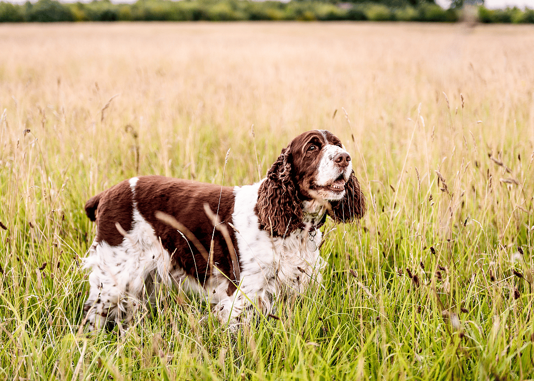 Medium-sized breed
