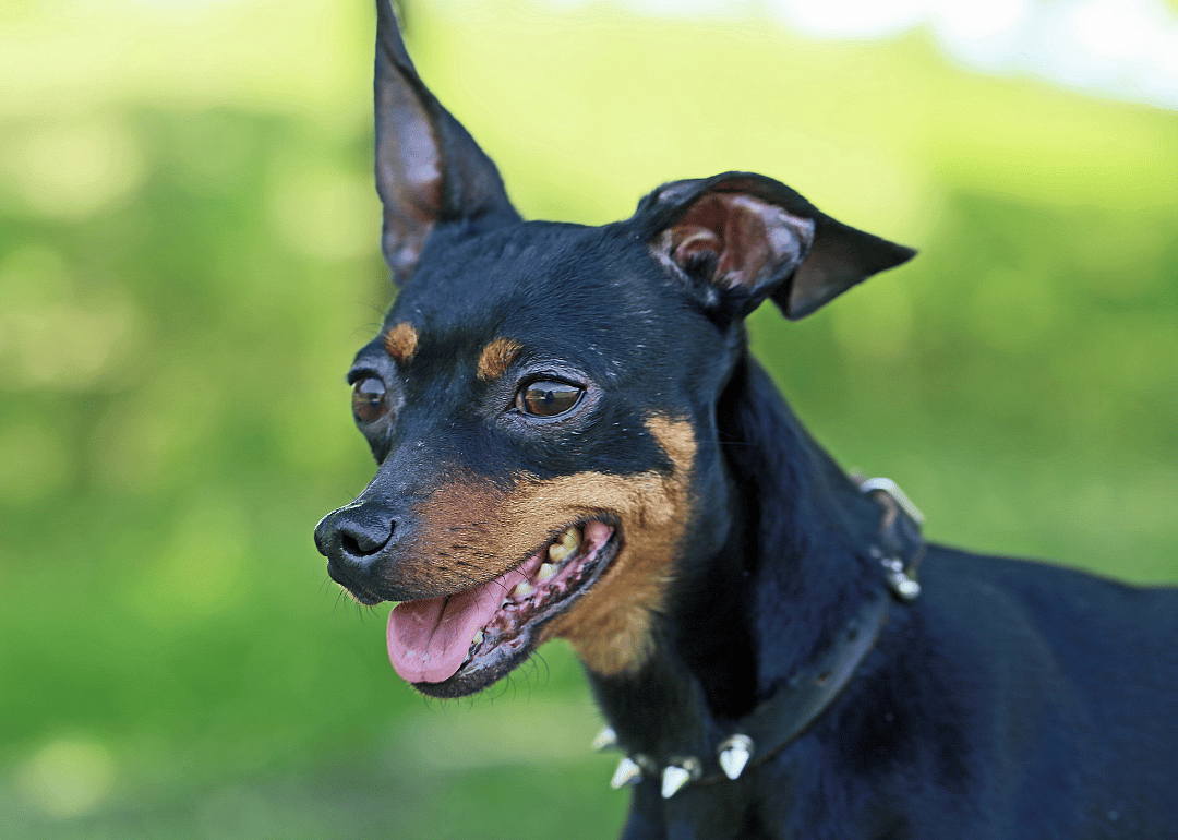 Answer: Dog breed #8