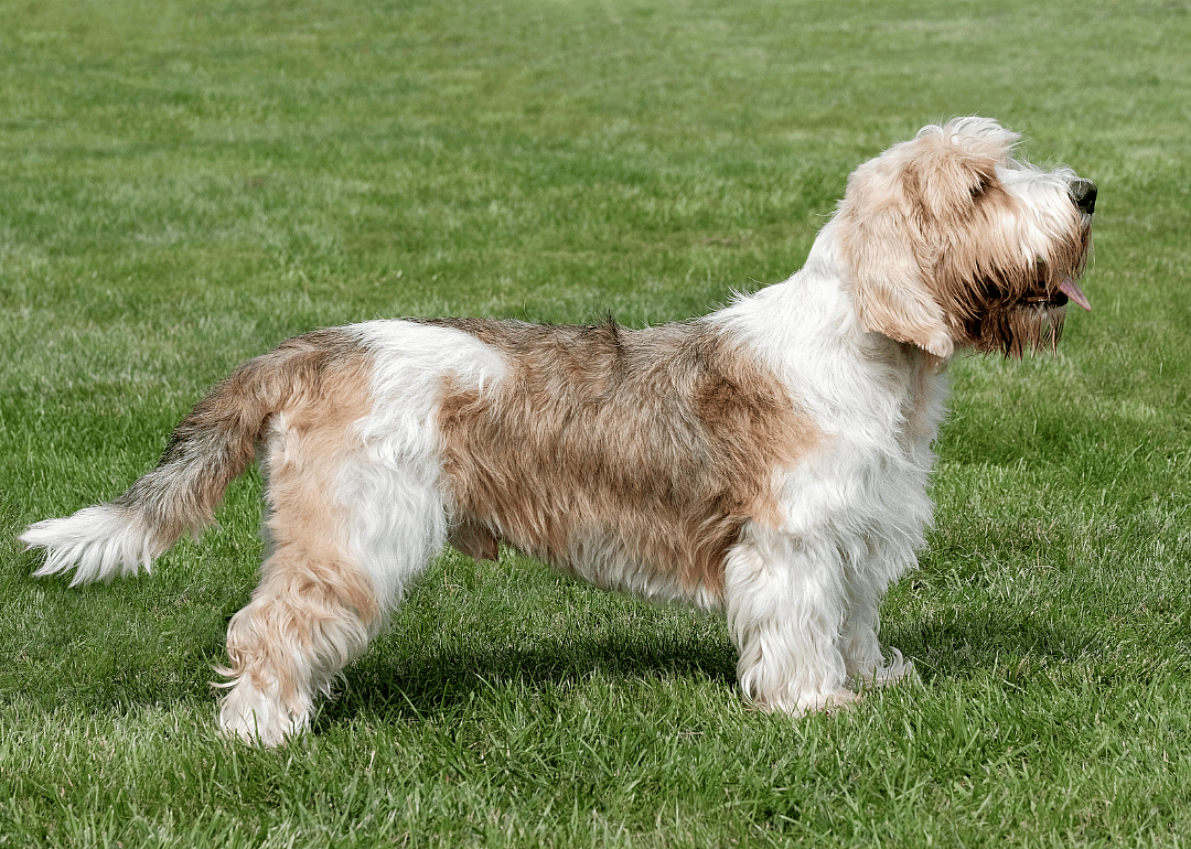 #3. Daisy