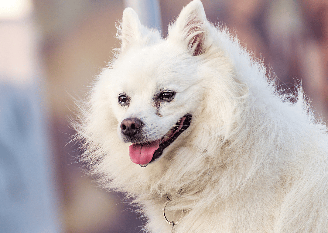 Clue: Dog breed #9