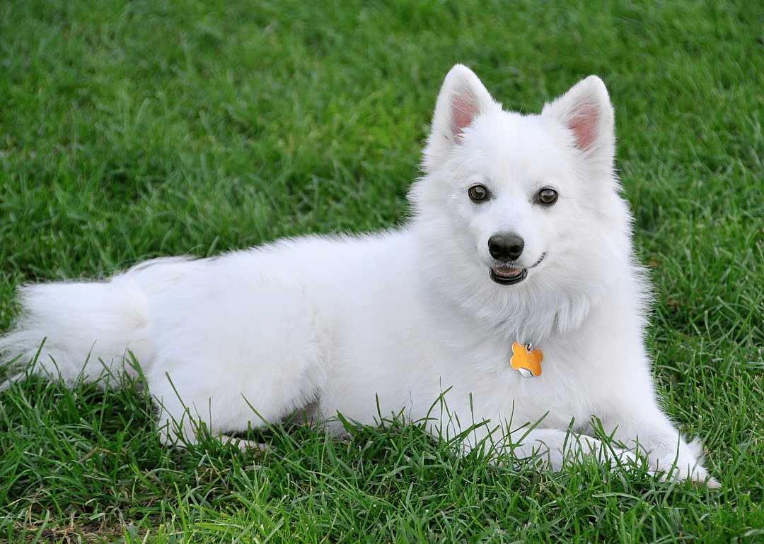 Answer: Dog breed #9