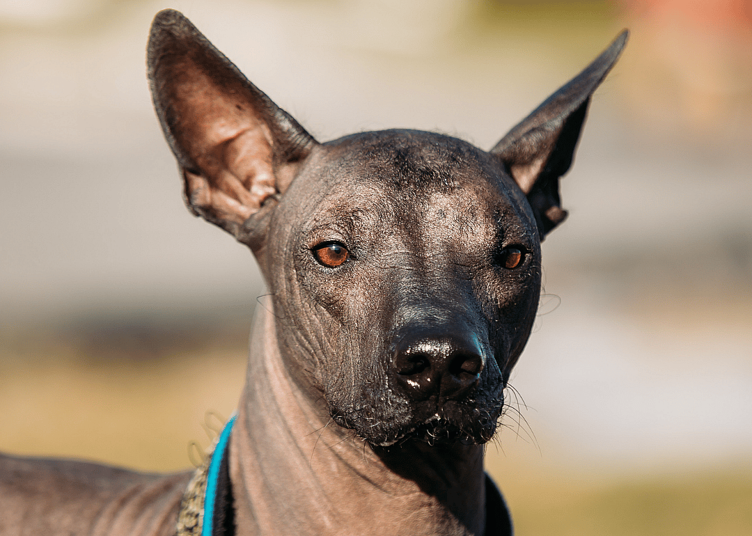 Answer: Dog breed #12