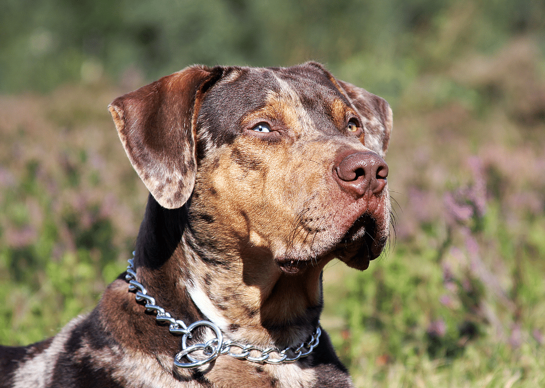 Clue: Dog breed #14