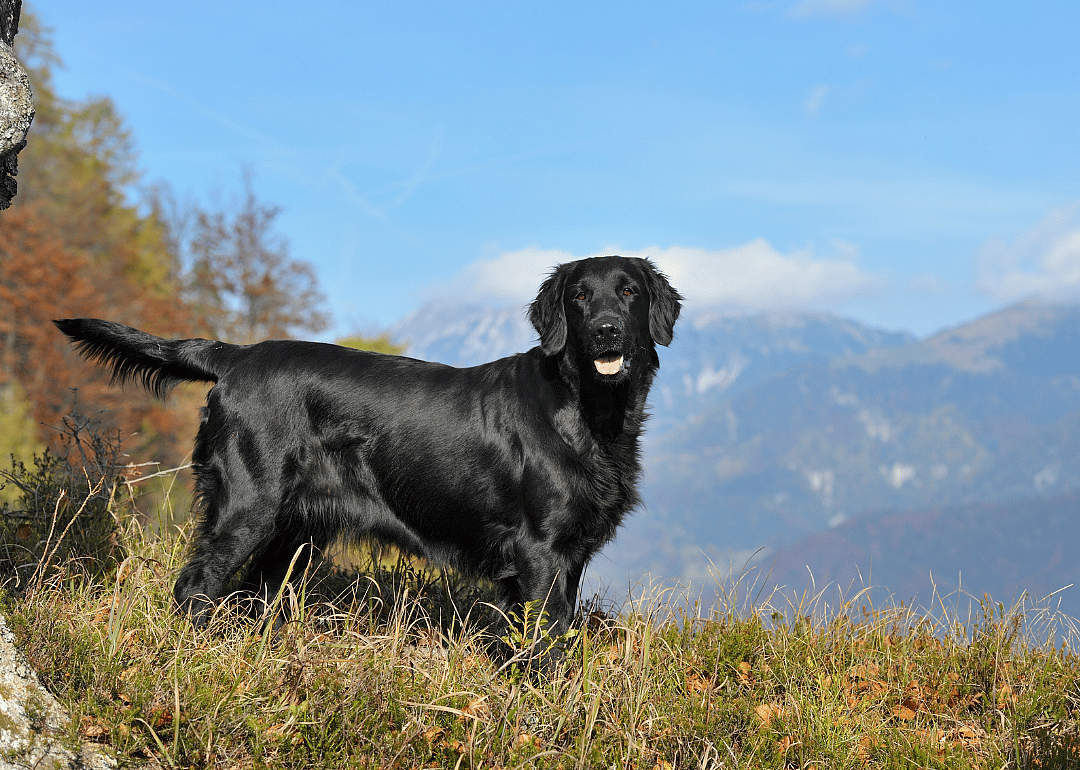 Answer: Dog breed #1