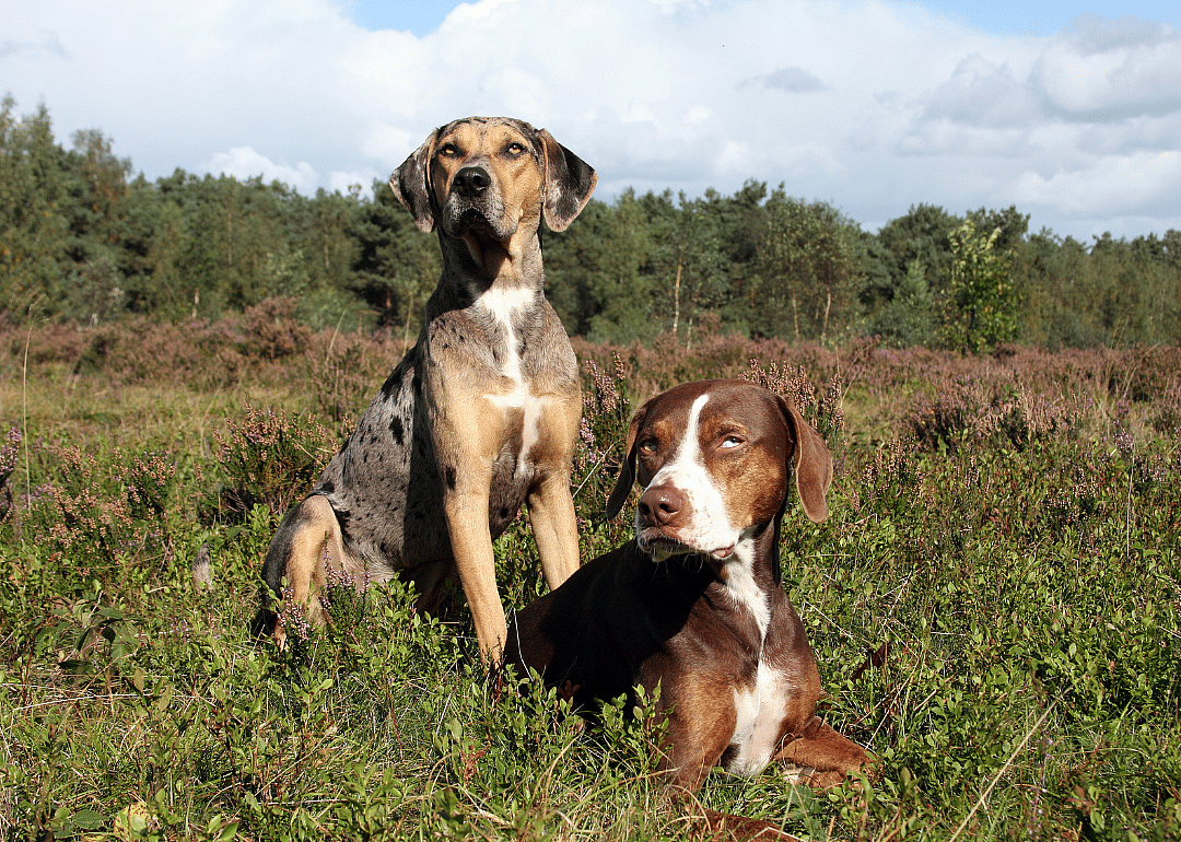 Answer: Dog breed #14