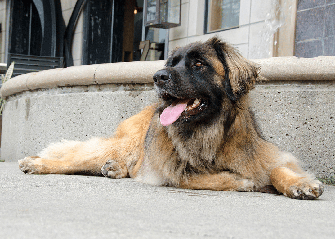 Answer: Dog breed #17