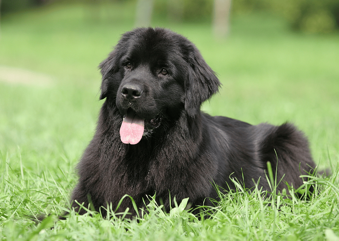 Clue: Dog breed #18