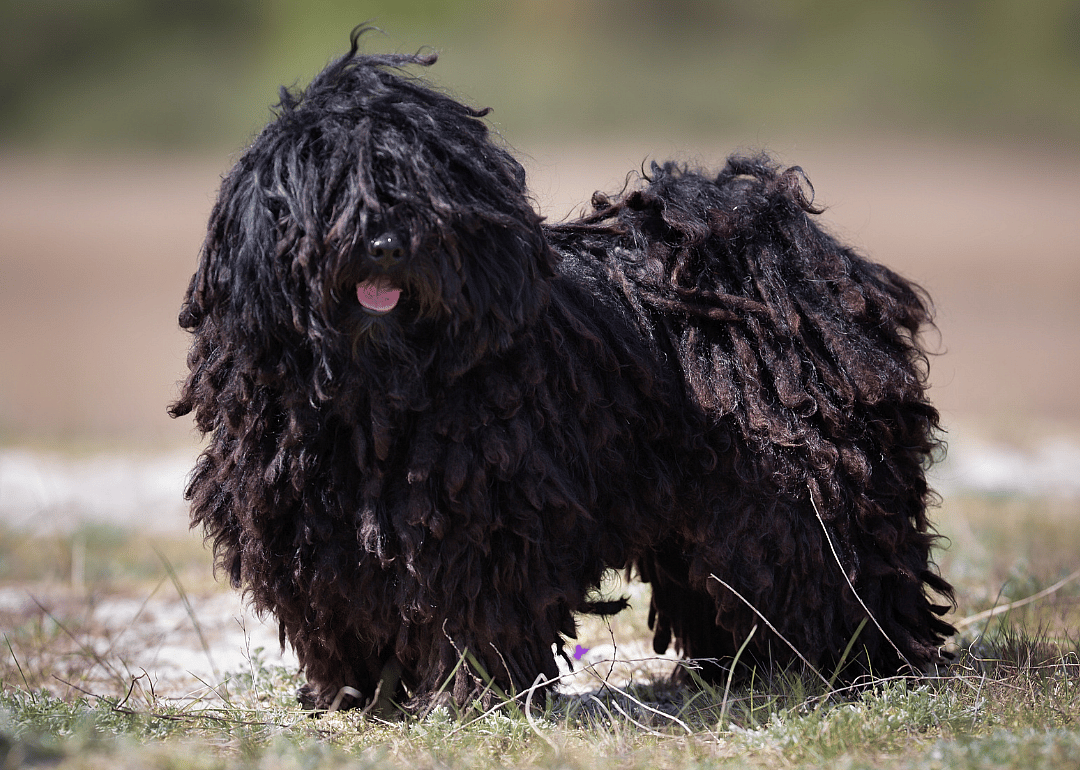 Answer: Dog breed #19