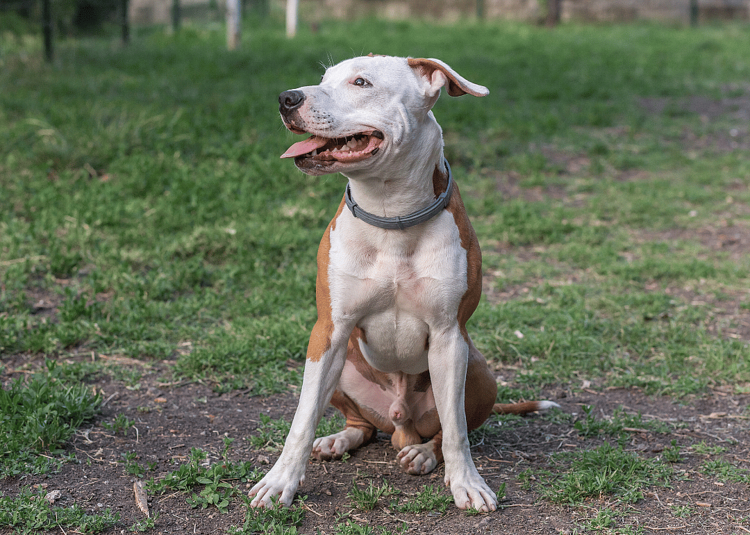 Clue: Dog breed #21