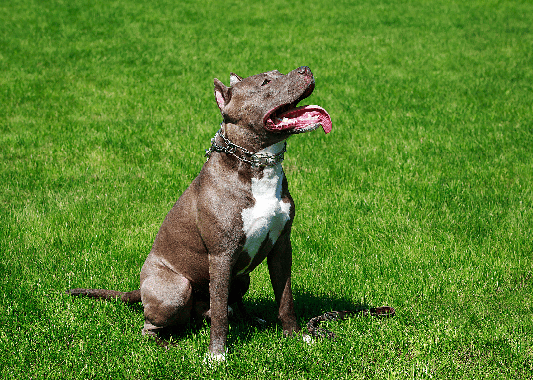 Answer: Dog breed #21
