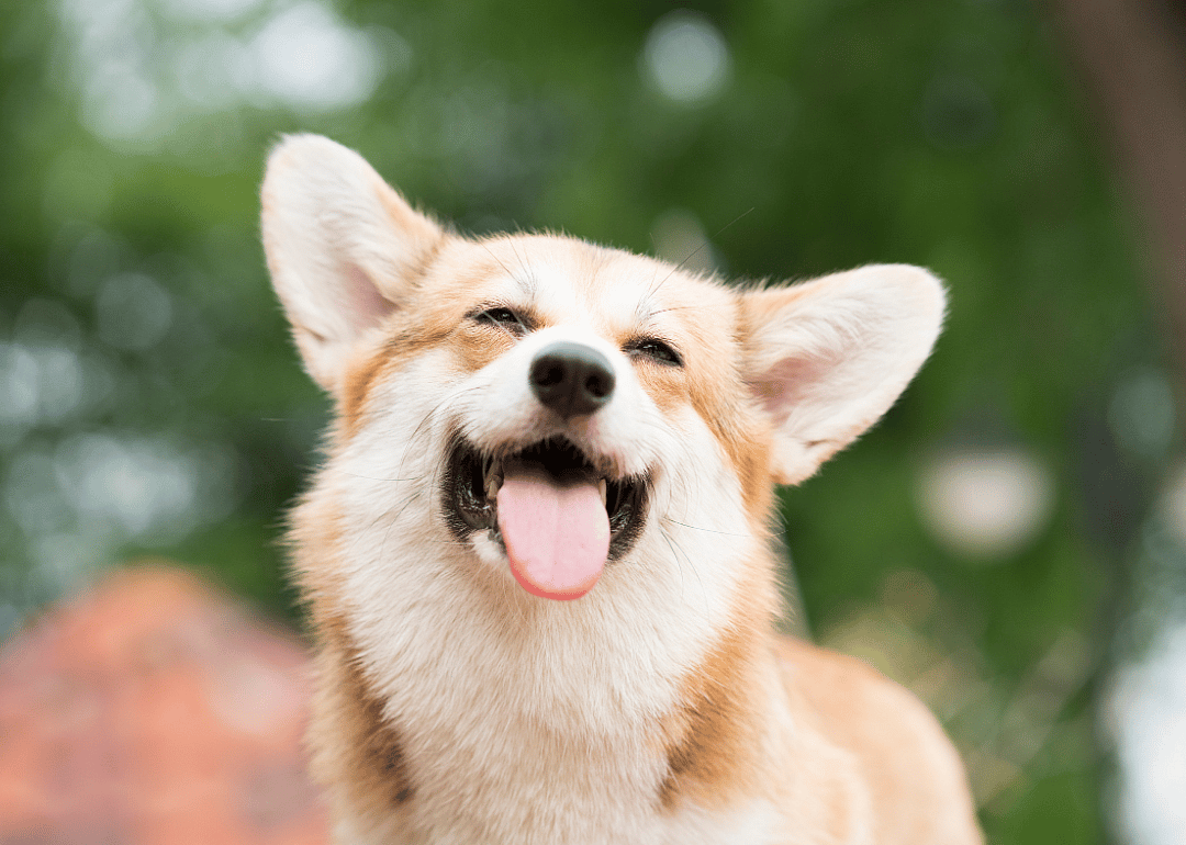 Answer: Dog breed #25