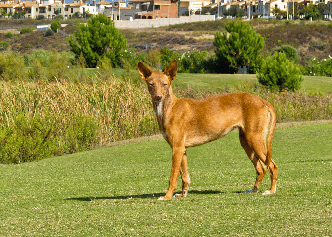 Clue: Dog breed #27