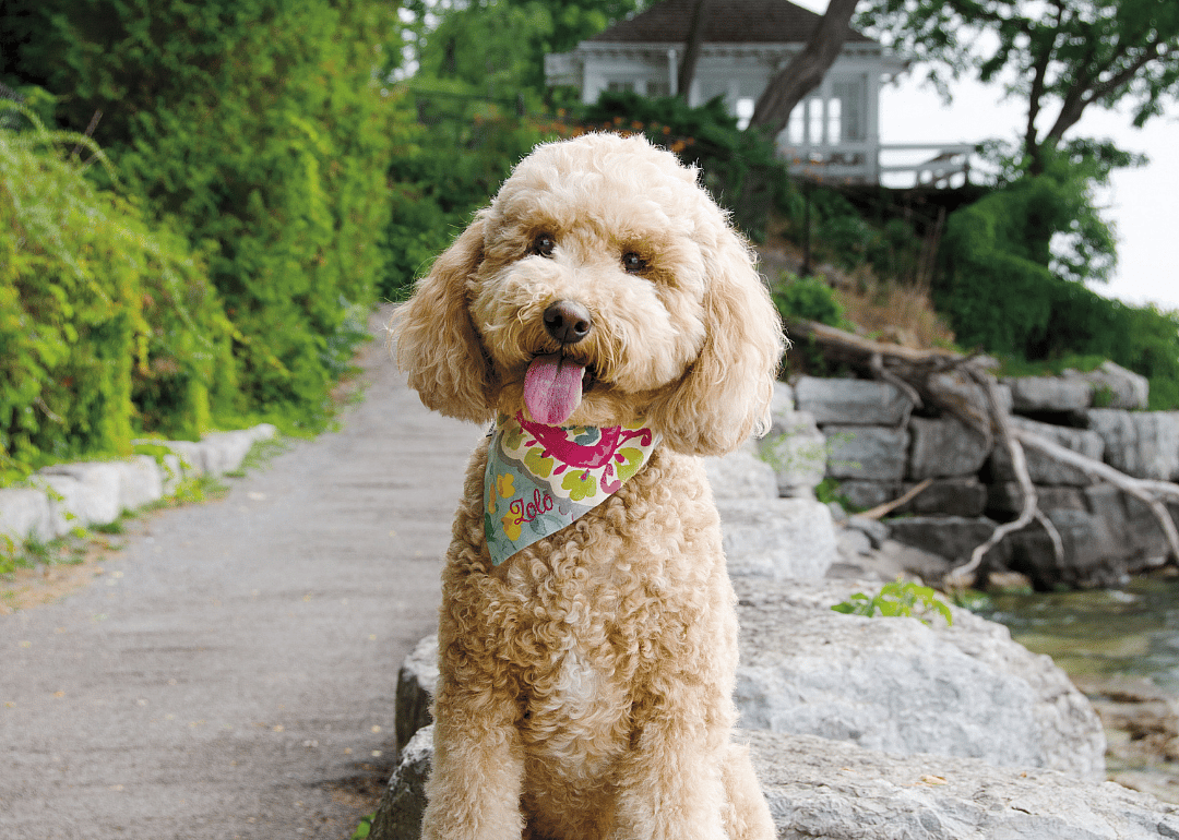 Answer: Dog breed #29
