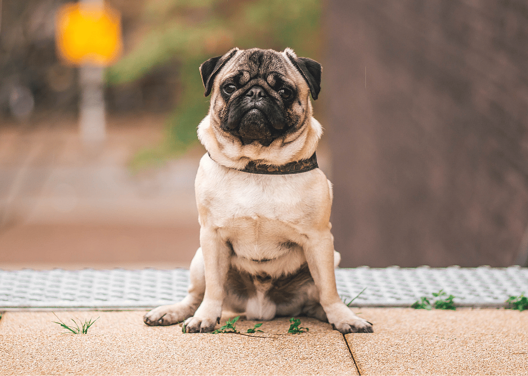 Answer: Dog breed #31