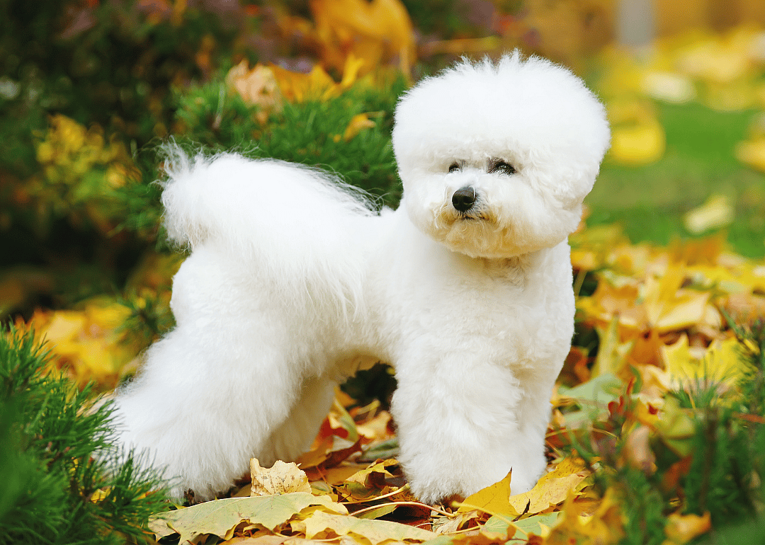 Clue: Dog breed #32