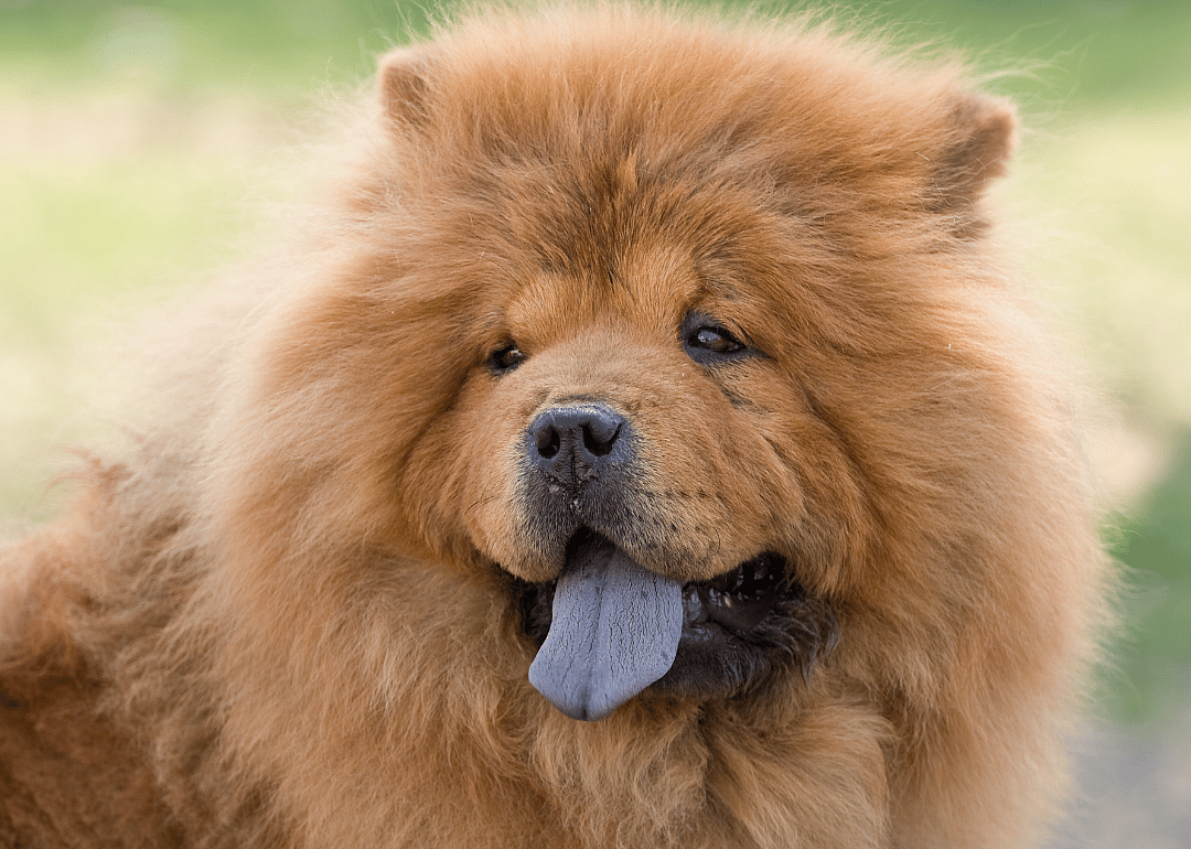 Clue: Dog breed #34