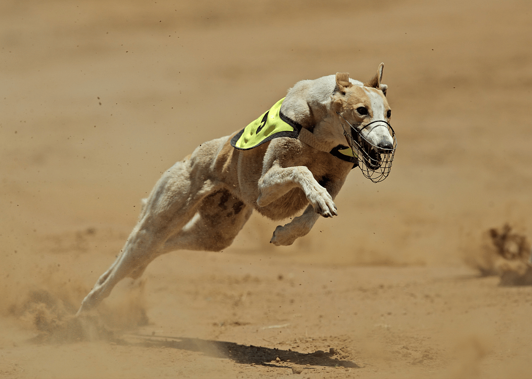 Answer: Dog breed #3