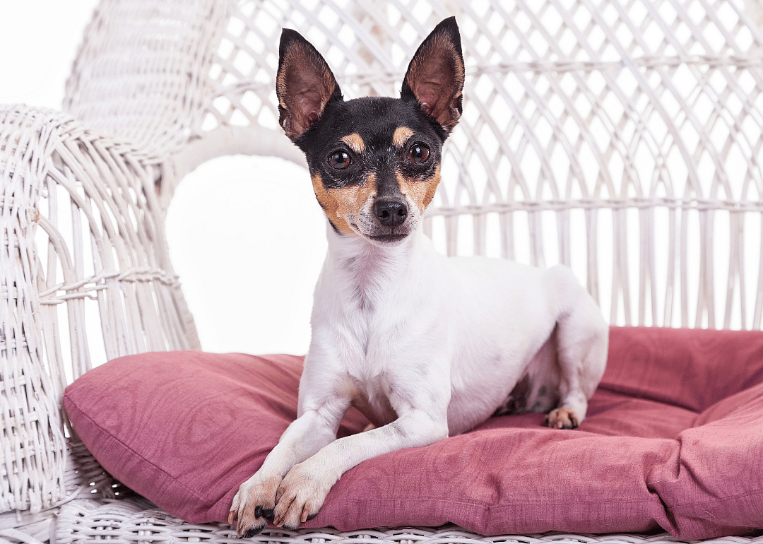 Clue: Dog breed #35