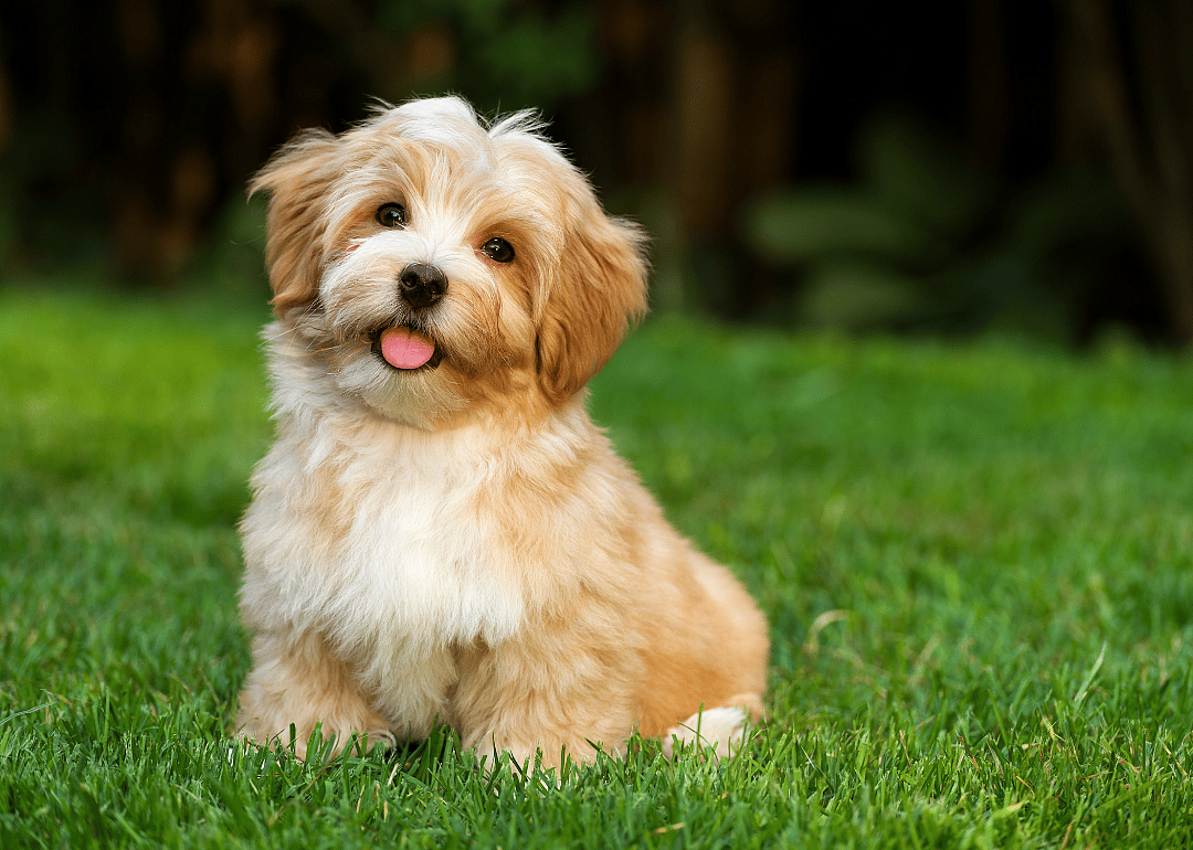 Clue: Dog breed #38