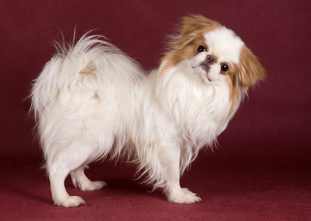 Clue: Dog breed #39