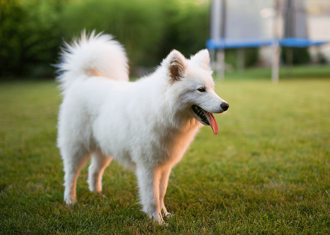 Answer: Dog breed #40