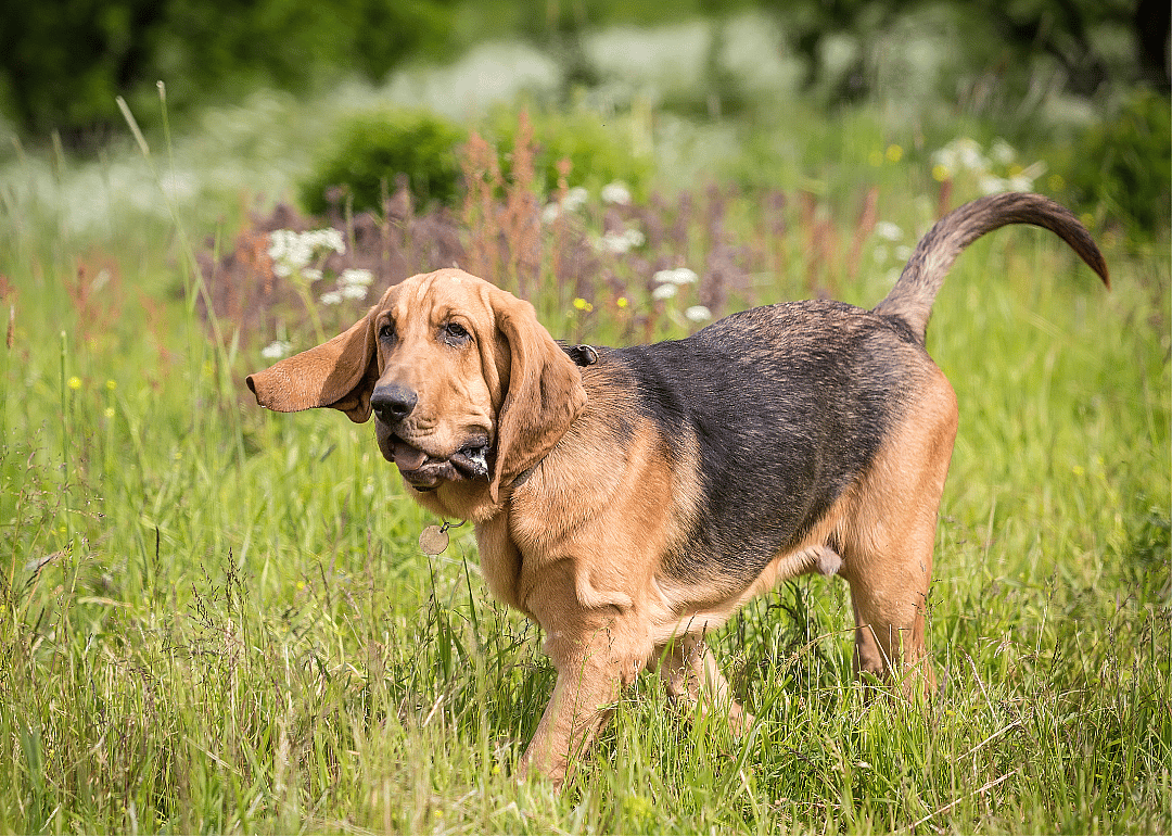 Clue: Dog breed #41