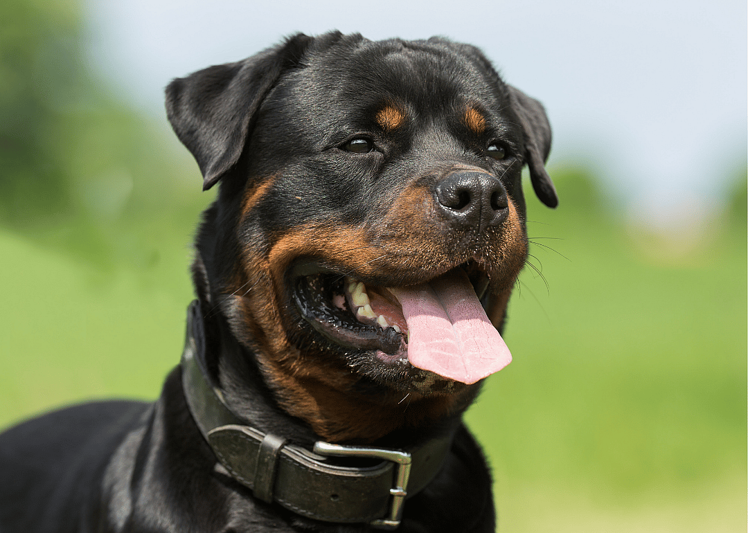 Clue: Dog breed #42