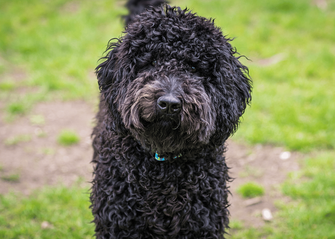 Clue: Dog breed #4