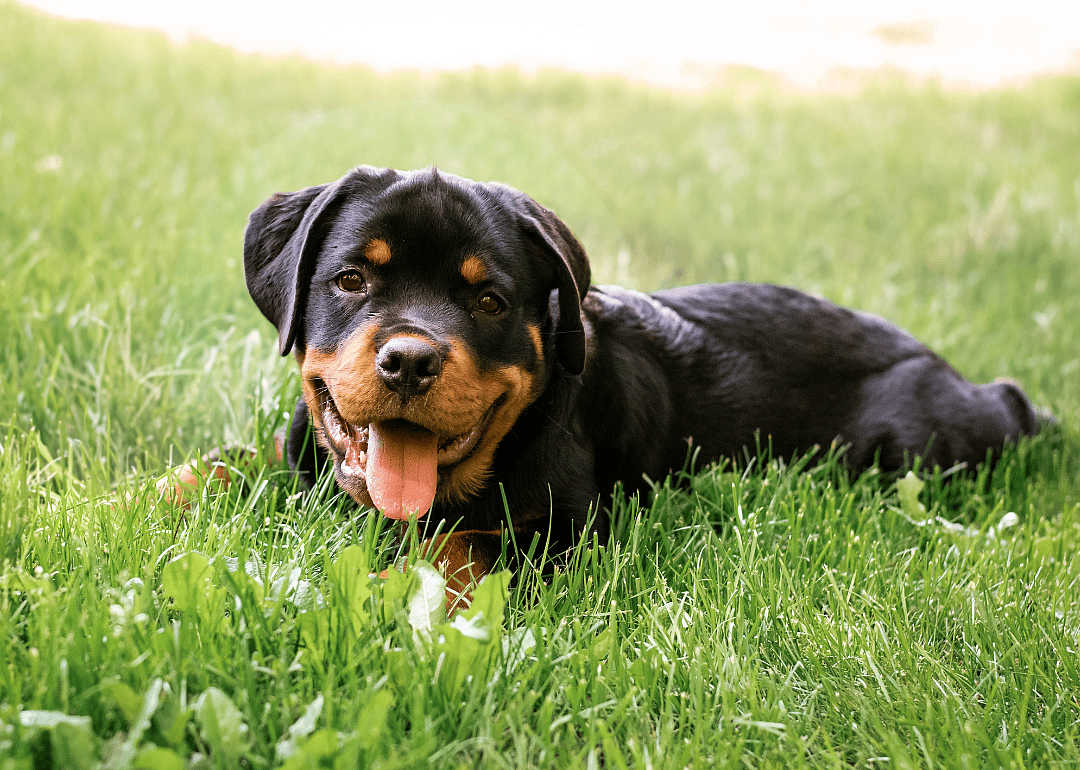 Answer: Dog breed #42