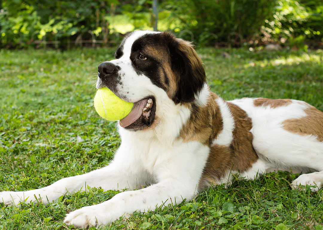 Clue: Dog breed #44