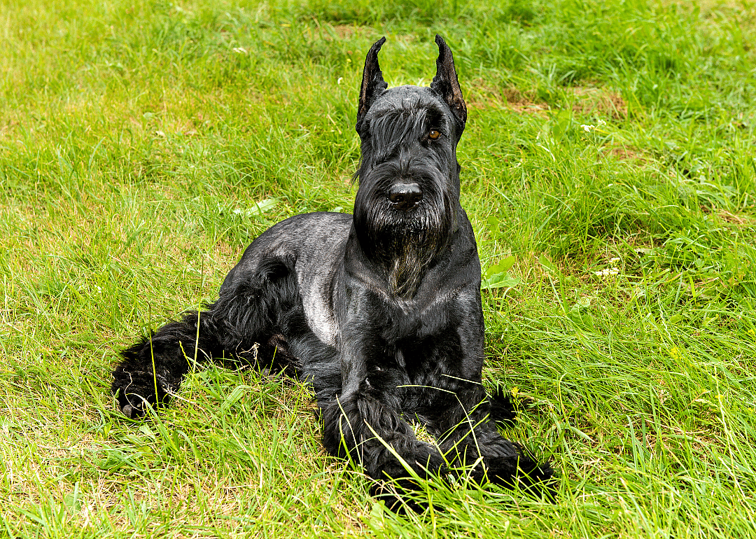 Clue: Dog breed #47