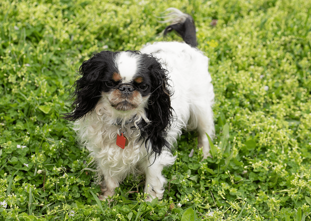 Clue: Dog breed #48