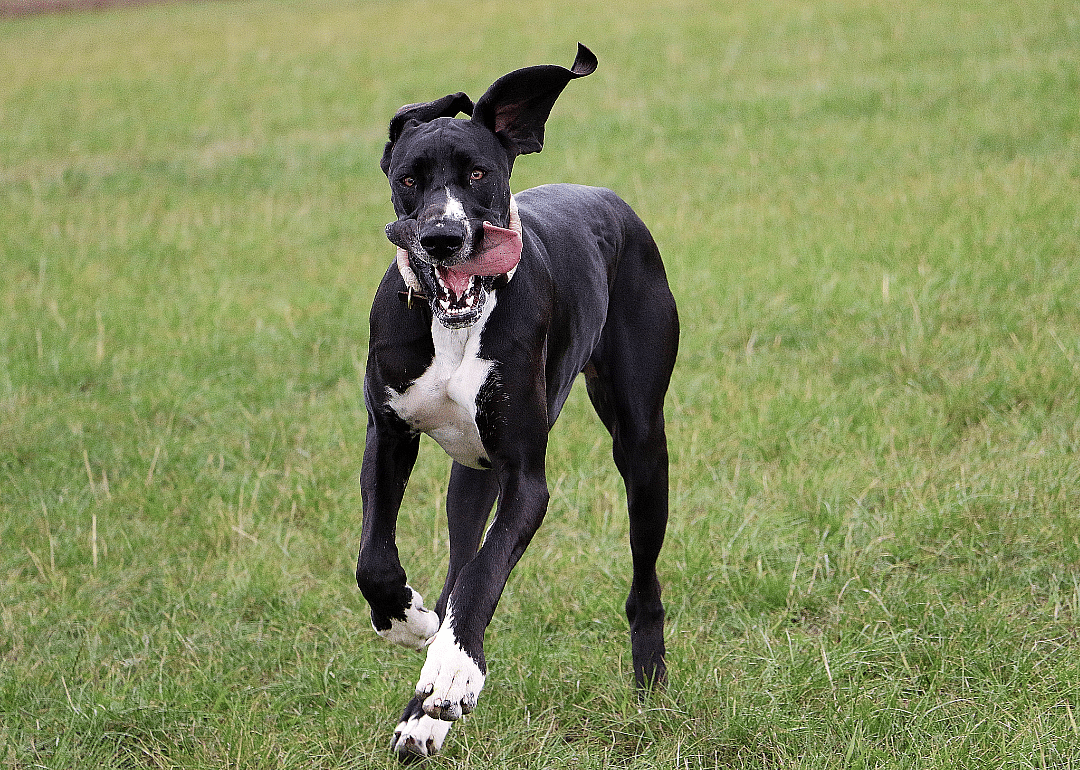 Answer: Dog breed #49