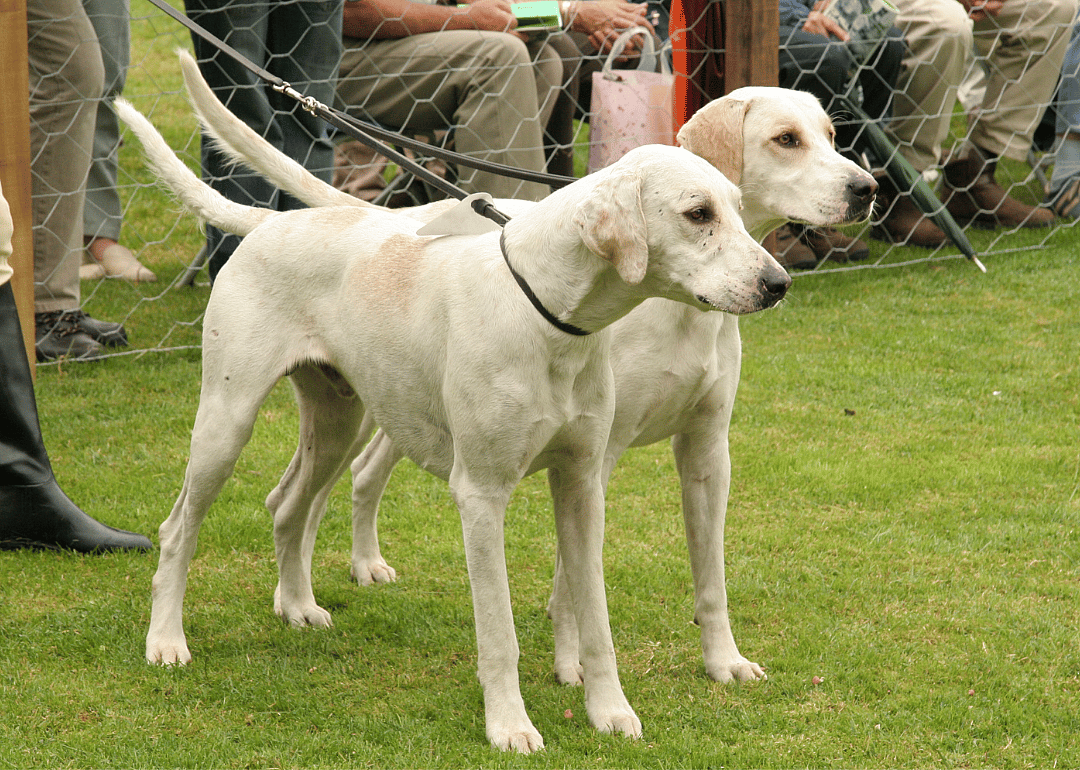 Clue: Dog breed #5