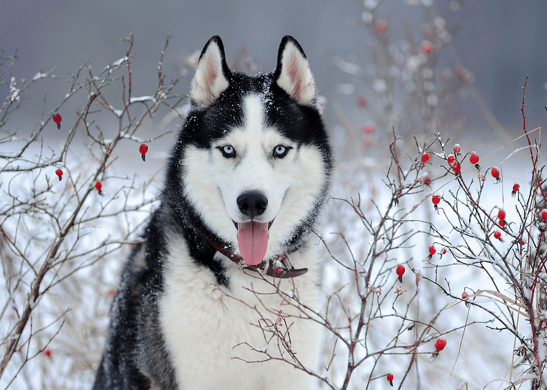 Answer: Dog breed #6