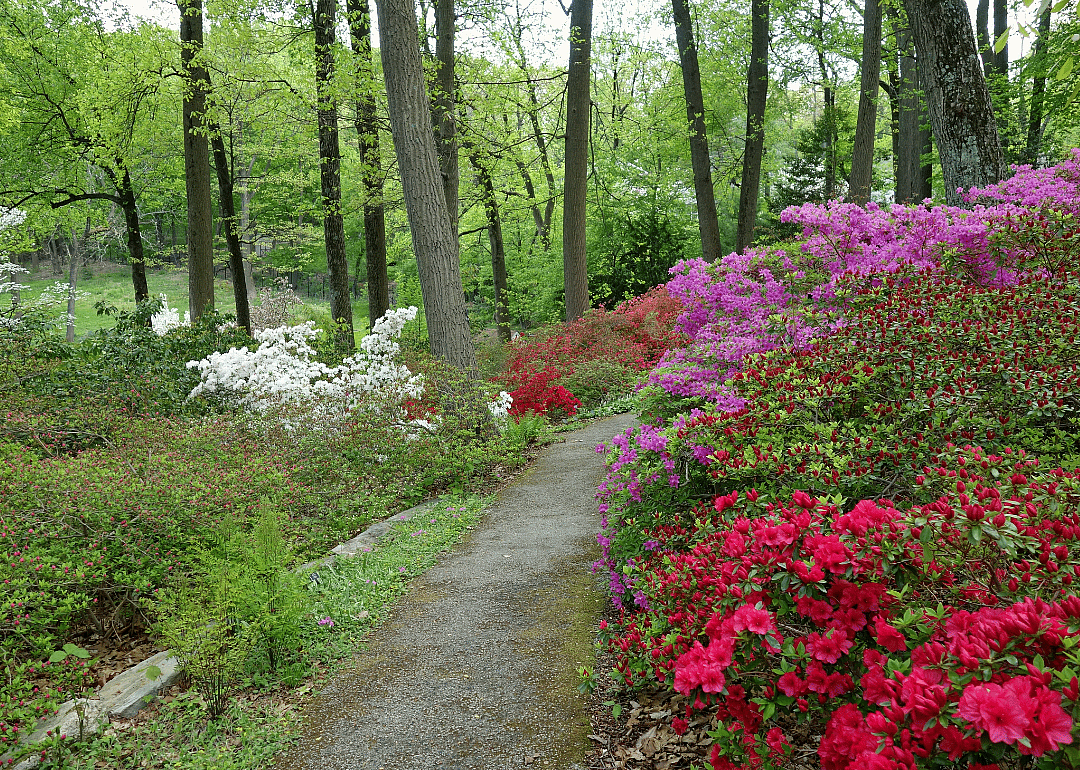 An arboretum trail in Devon lined with colorful flowers.