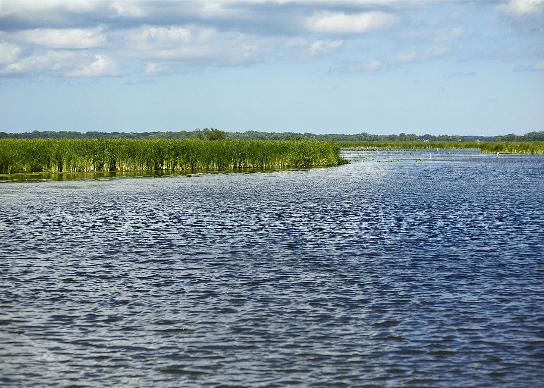 Grassy marshes in the middle of a lake. 