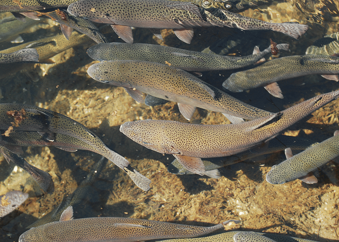 Fish swimming in shallow water. 