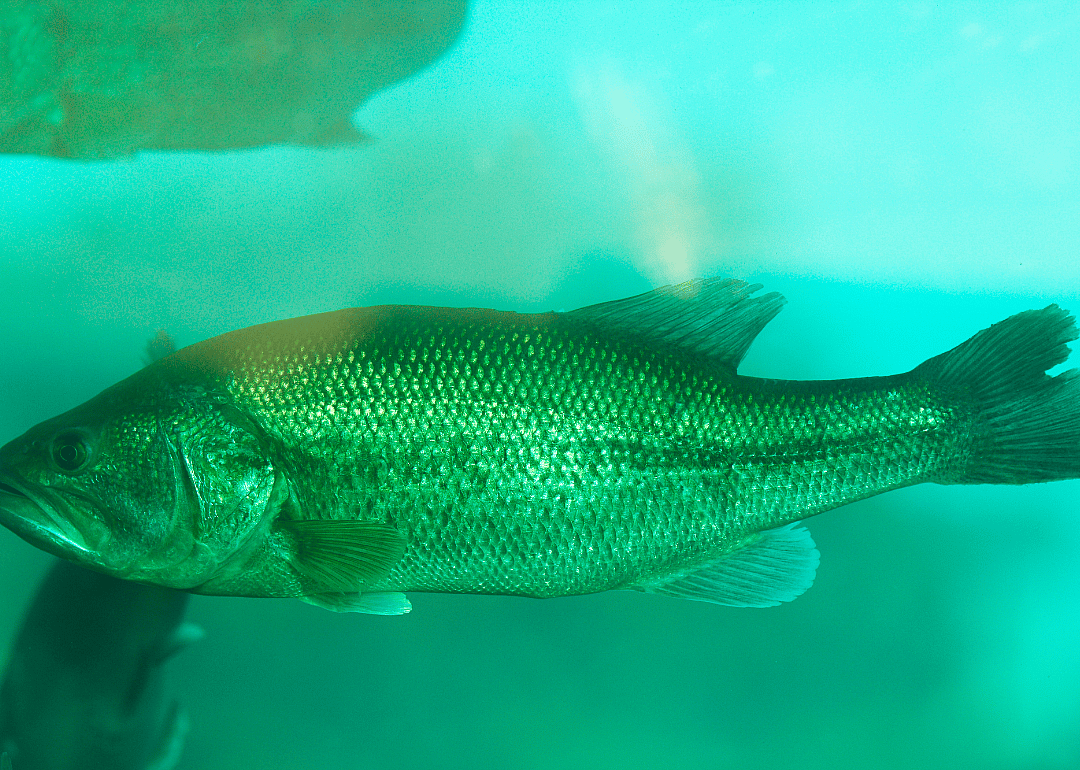A large fish under water.