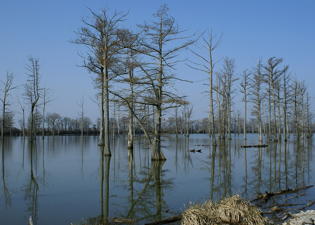 Trees growing out of a lake. 