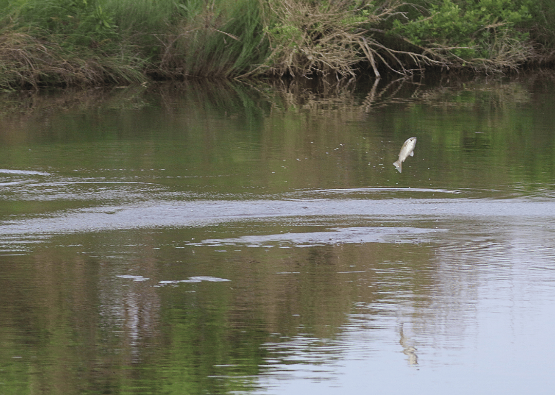 A fish jumps out of a lake. 