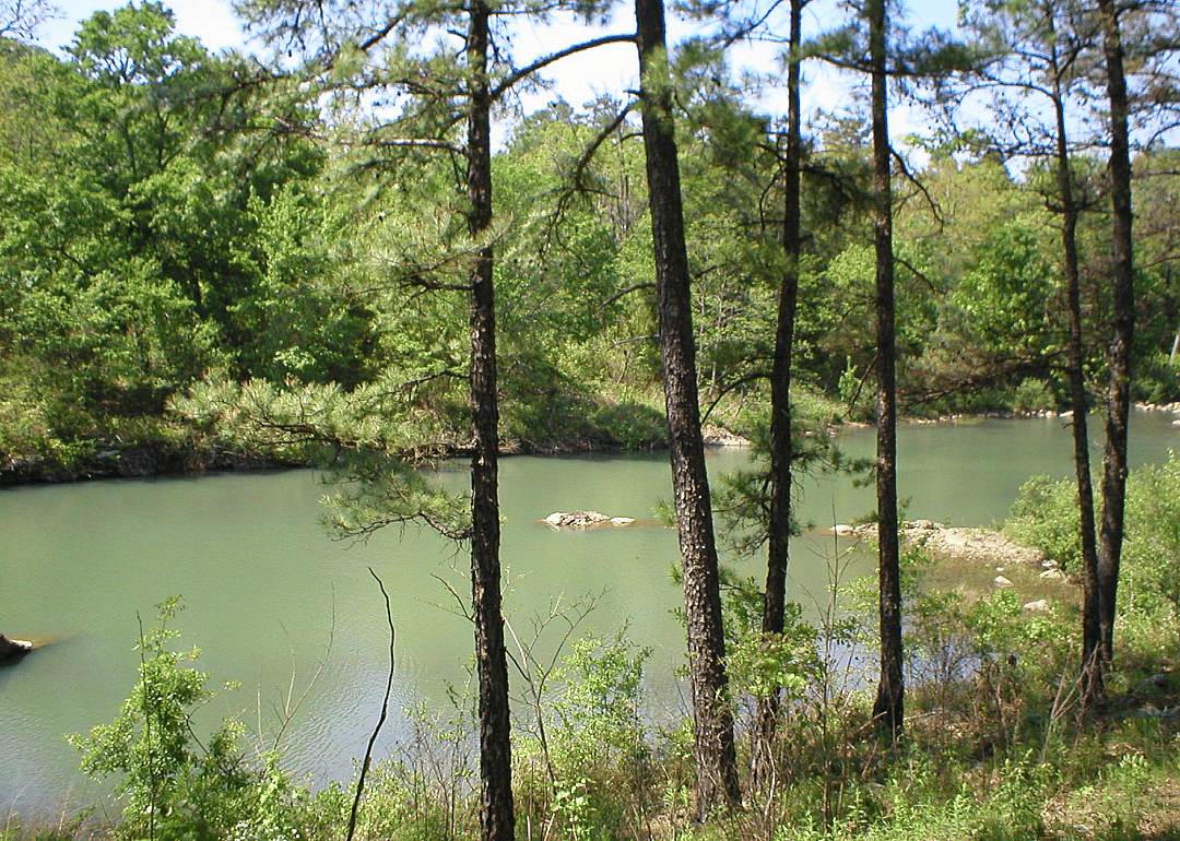 A green river surrounded by forest. 