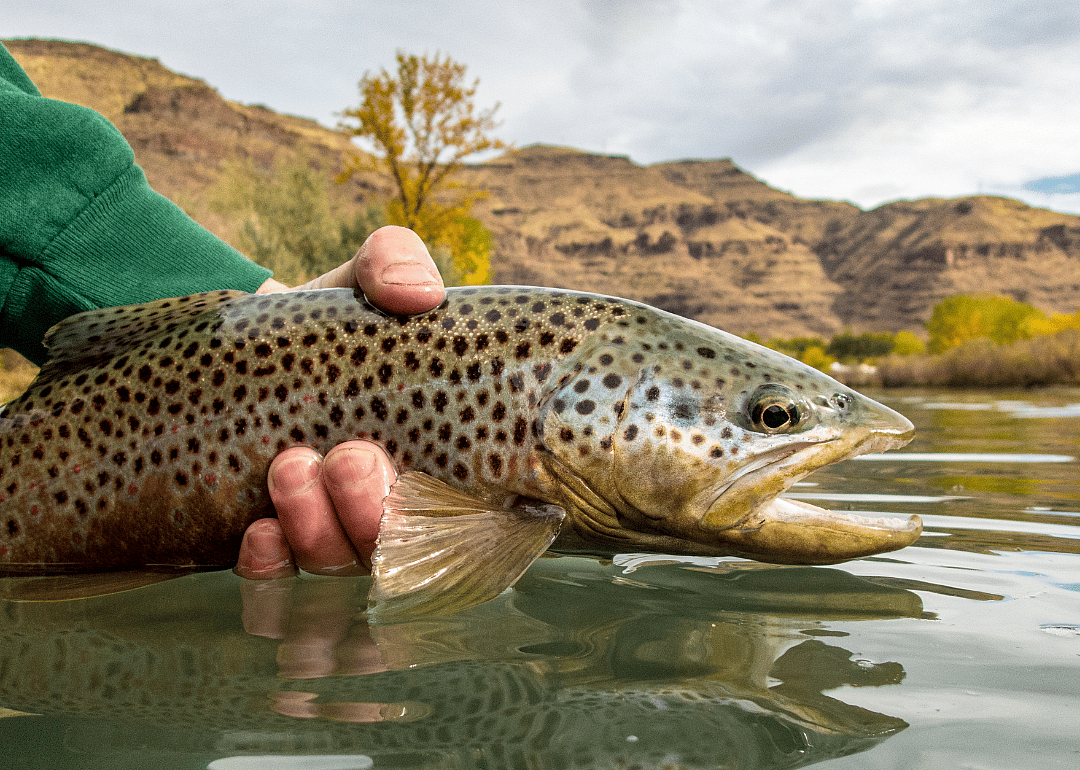 A close up of a hand holding a fish above water. 