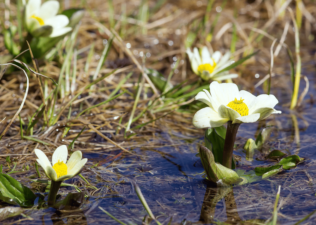 Large white flowers with yellow centers in the marsh.