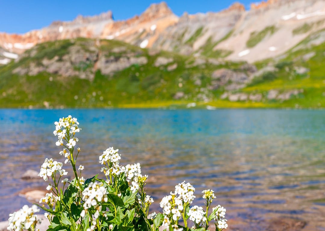 Closeup view of dainty white flowers in front of a lake on a mountain summit with snow on top.