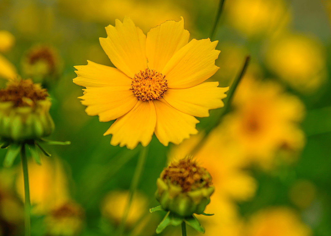 Bright orange flowers.
