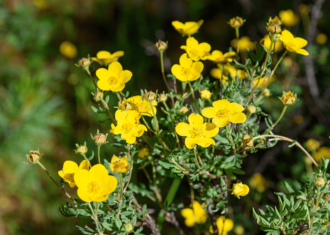 Small yellow flowers.