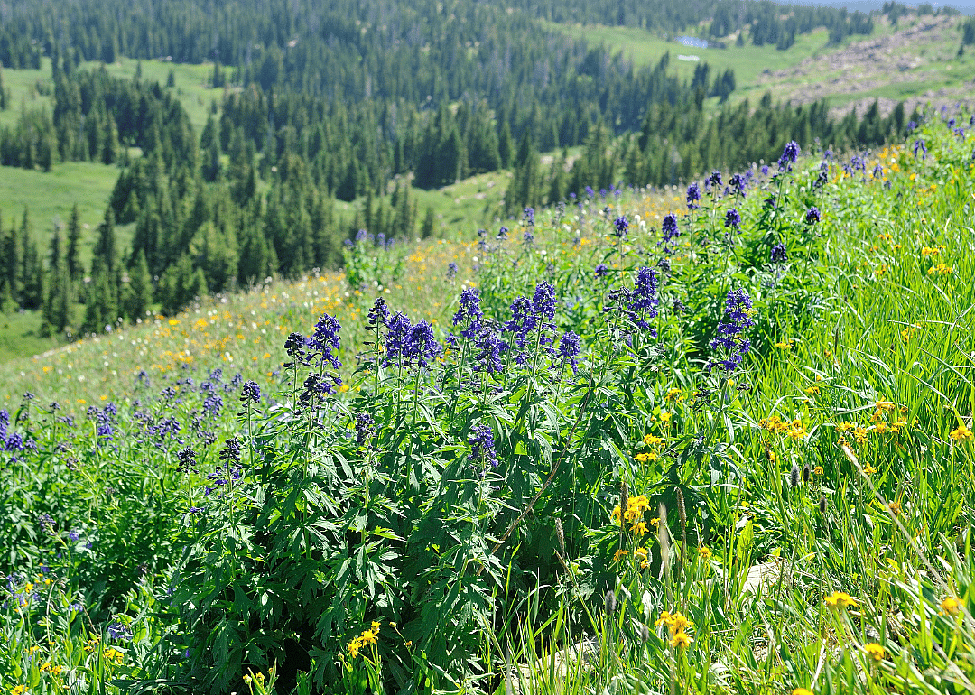 Dark purple flowers growing on a green mountainside.
