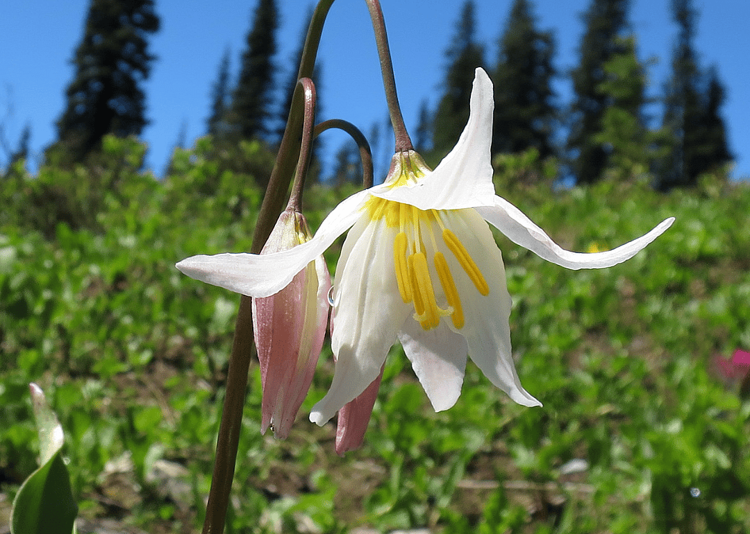 Large white star-shaped flowers with yellow centers.