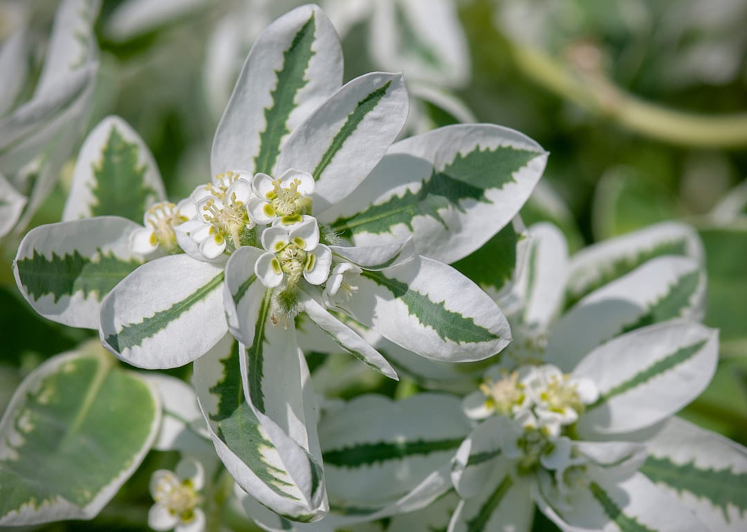 White and green leaves blooming.